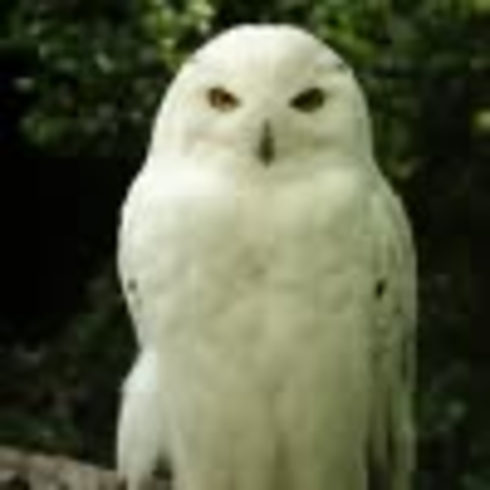 Meet your Posher, Arthur